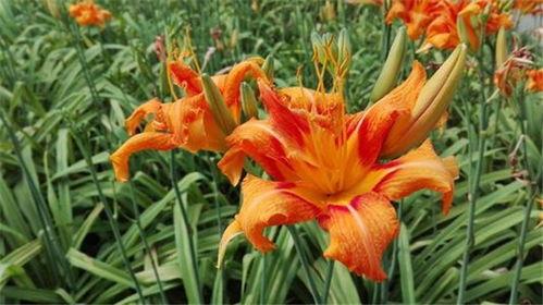 忘忧草在线视频最新,带你领略心灵治愈的力量