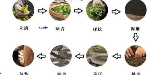 茶叶发酵过程在线视频,在线视频揭秘全过程