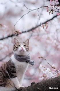 猫焦瓜樱在线视频,一场视觉与情感的在线盛宴