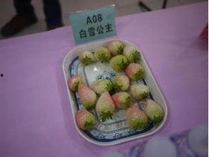 二区草莓在线视频,二区草莓在线视频深度解析