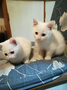 呆萌小猫在线视频,萌态可掬，治愈你的心灵  第3张
